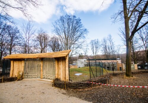 Pavilon makaků lvích před dokončením